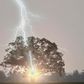 la foudre s'abat sur un arbre