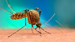 Hausse du nombre de morts du Paludisme en raison de la pandémie de Covid-19