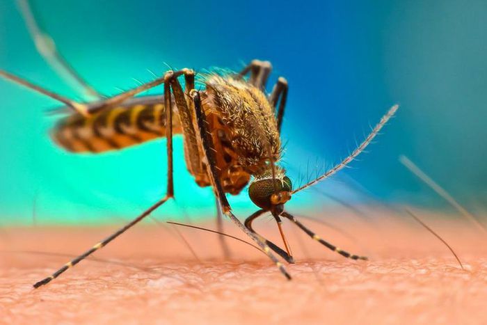 Hausse du nombre de morts du Paludisme en raison de la pandémie de Covid-19