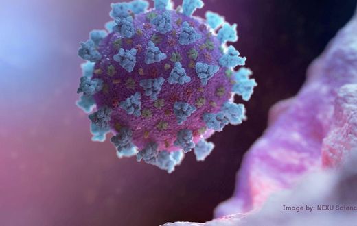 A computer image created by Nexu Science Communication and Trinity College shows a model of a betacoronavirus - the type linked to COVID-19.