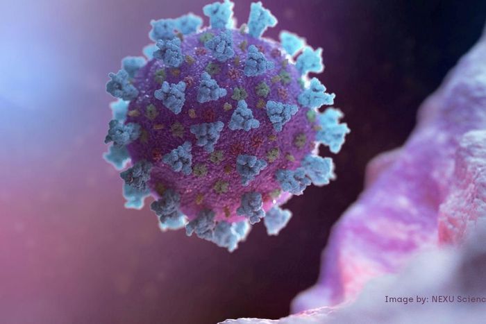 A computer image created by Nexu Science Communication and Trinity College shows a model of a betacoronavirus - the type linked to COVID-19.