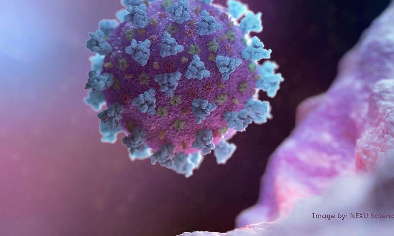 A computer image created by Nexu Science Communication and Trinity College shows a model of a betacoronavirus - the type linked to COVID-19.