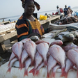 Les Sénégalais sont de grands consommateurs de poisson