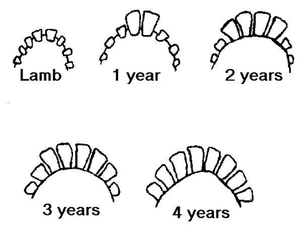 moutons-dents-2