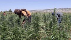 Canabis plantation