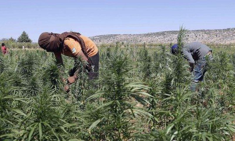 Canabis plantation