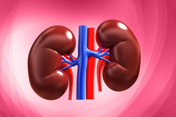 ___8646623___2018___7___23___15___kidney-stock