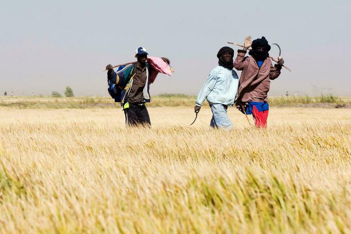 blé - GettyImages 148678115 0