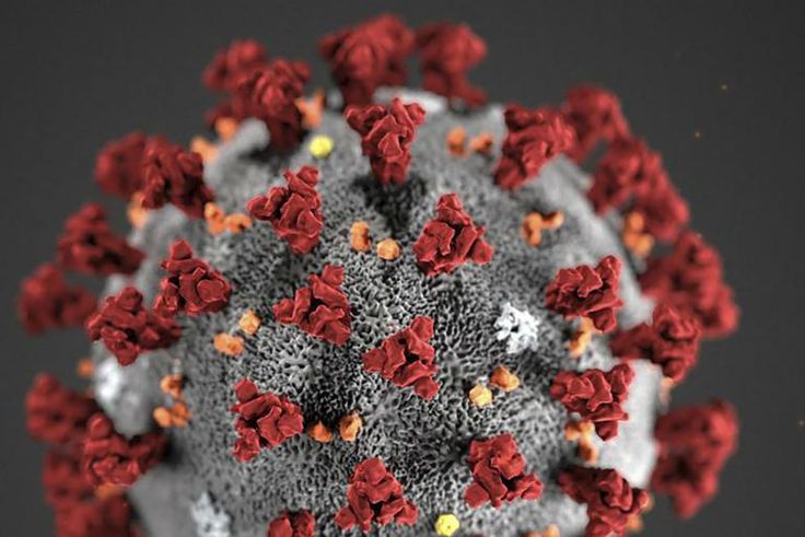 Coronavirus (image de synthèse)