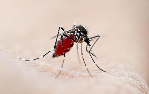 Aedes