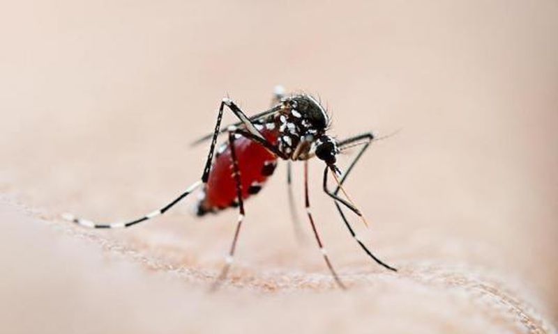 Aedes