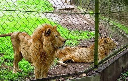 Philanthropist adopts 3 lions from Imo zoo. [hotels.ng]