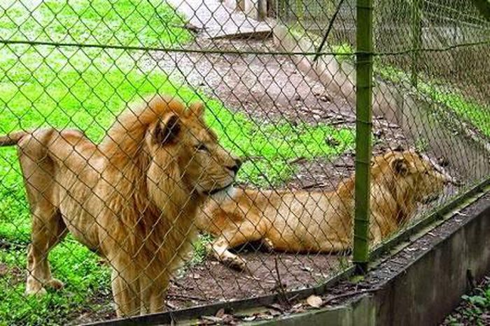 Philanthropist adopts 3 lions from Imo zoo. [hotels.ng]