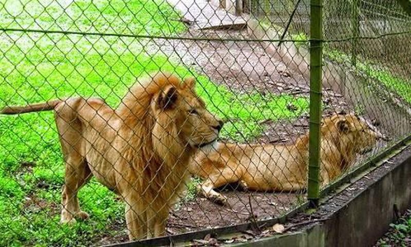 Philanthropist adopts 3 lions from Imo zoo. [hotels.ng]