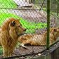 Philanthropist adopts 3 lions from Imo zoo. [hotels.ng]