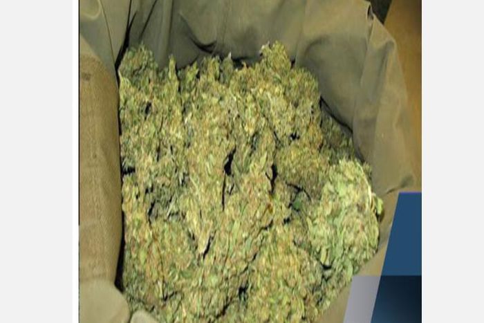 SAISIE DE 2, 282 TONNES DE CHANVRE INDIEN À KOUNGHEUL (DOUANES)