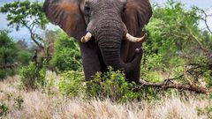 A tusked African elephant in South Africa's Kruger National Park.