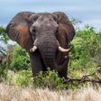 A tusked African elephant in South Africa's Kruger National Park.
