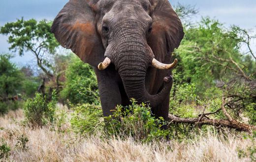 A tusked African elephant in South Africa's Kruger National Park.