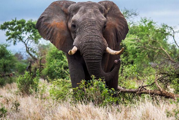 A tusked African elephant in South Africa's Kruger National Park.