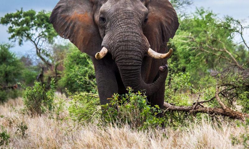 A tusked African elephant in South Africa's Kruger National Park.