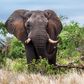 A tusked African elephant in South Africa's Kruger National Park.