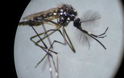 An Aedes aegypti mosquito is seen through a microscope at the Fiocruz institute in Rio de Janeiro, where researchers are working to advance the fight against dengue