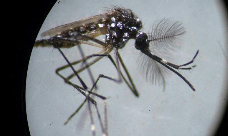 An Aedes aegypti mosquito is seen through a microscope at the Fiocruz institute in Rio de Janeiro, where researchers are working to advance the fight against dengue