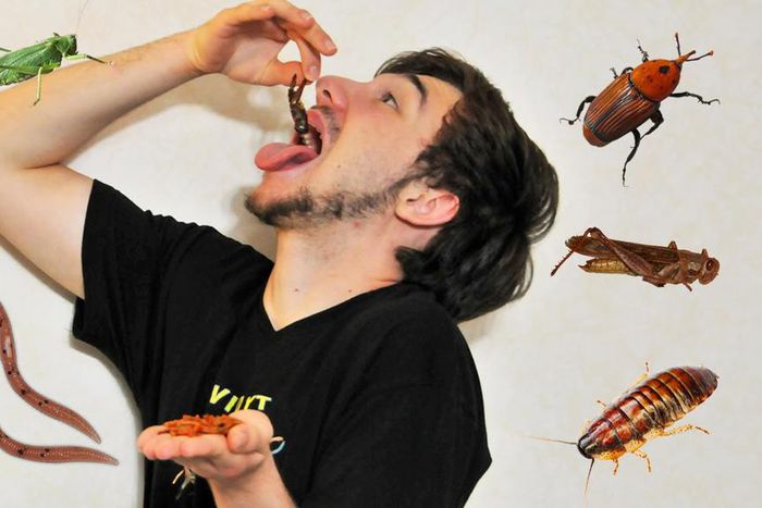 Dégustation de cafards en Chine