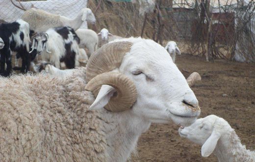 Bélier