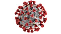 An illustration of the new coronavirus, SARS-CoV-2, which causes COVID-19.