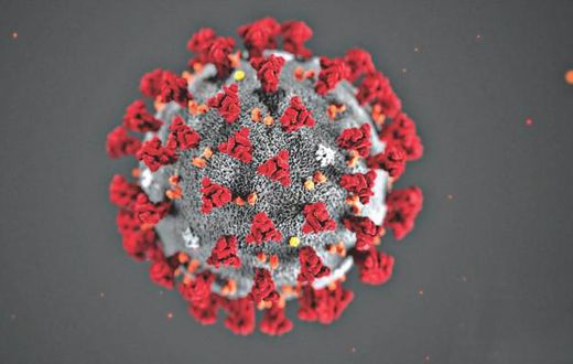 corona virus