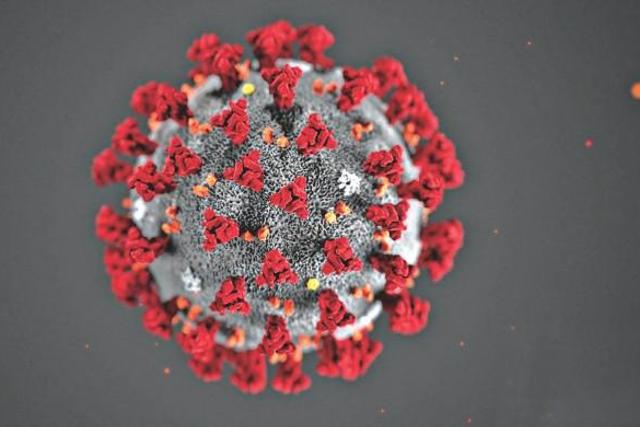 corona virus