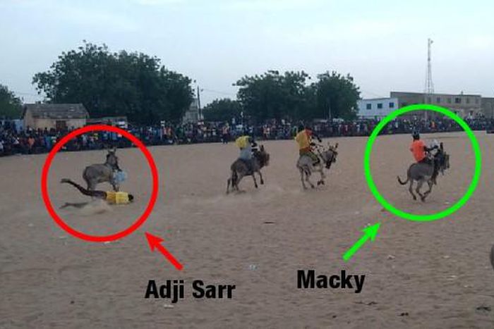 Course d'âne à Mbacké Mbaam