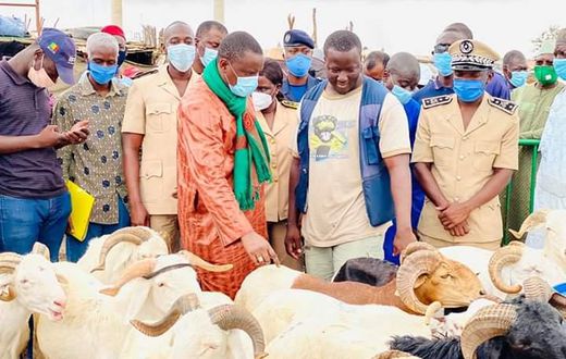 ENVIRON 151.000 MOUTONS EN VENTE DANS LA RÉGION DE DAKAR
