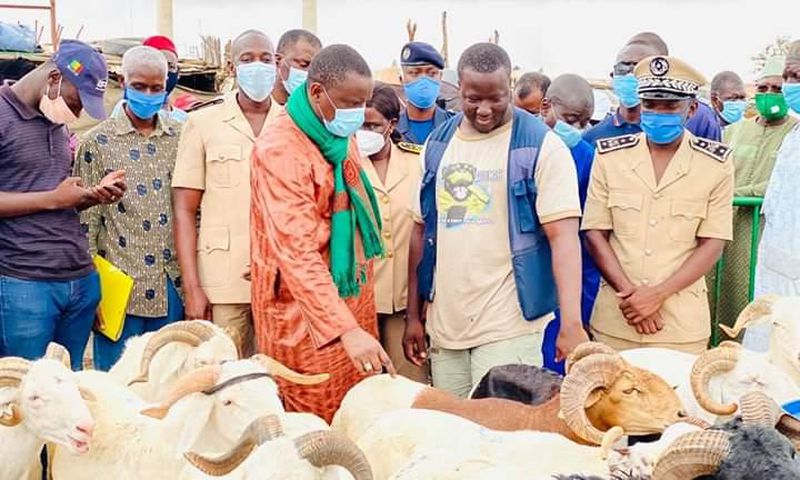 ENVIRON 151.000 MOUTONS EN VENTE DANS LA RÉGION DE DAKAR