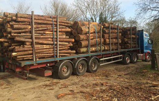 Coupe abusive et trafic intense de bois en Casamance : Le Directeur des EFCCS élève la voix