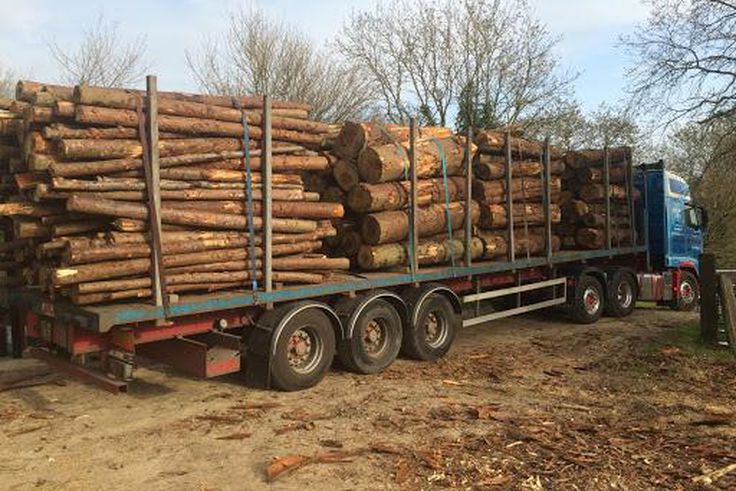 Coupe abusive et trafic intense de bois en Casamance : Le Directeur des EFCCS élève la voix