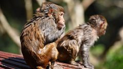 herpes b du singe