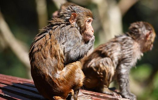 herpes b du singe