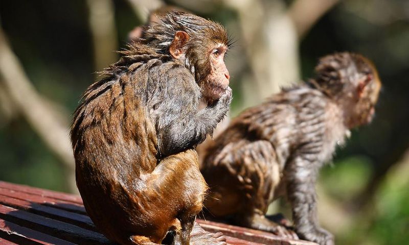 herpes b du singe