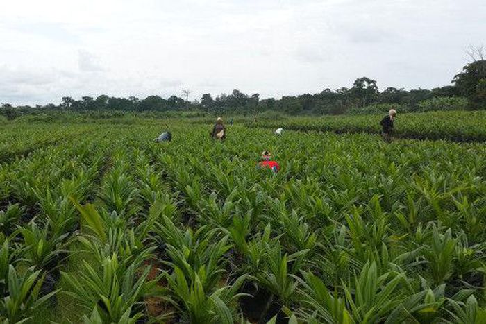 African Development Bank Group (AfDB)