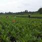 African Development Bank Group (AfDB)