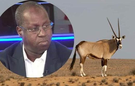 Sénégal: l'affaire des oryx morts qui éclabousse le ministre de l'Environnement