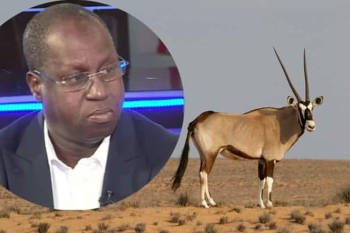 Sénégal: l'affaire des oryx morts qui éclabousse le ministre de l'Environnement