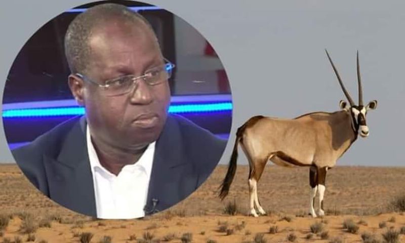 Sénégal: l'affaire des oryx morts qui éclabousse le ministre de l'Environnement