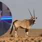 Sénégal: l'affaire des oryx morts qui éclabousse le ministre de l'Environnement
