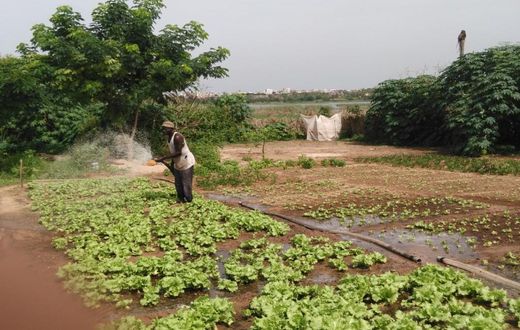 agriculture - Niayes