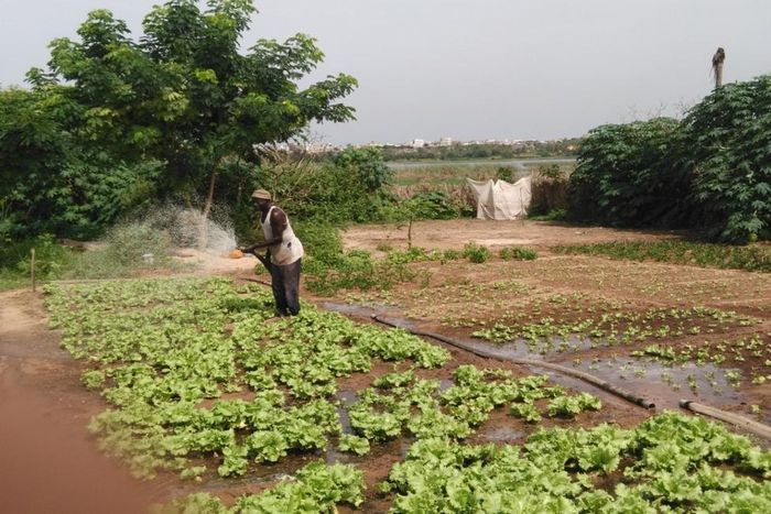 agriculture - Niayes