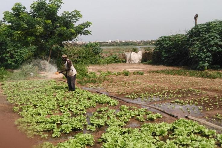 agriculture - Niayes